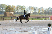 Vente de cheval : Miss Moneypenny